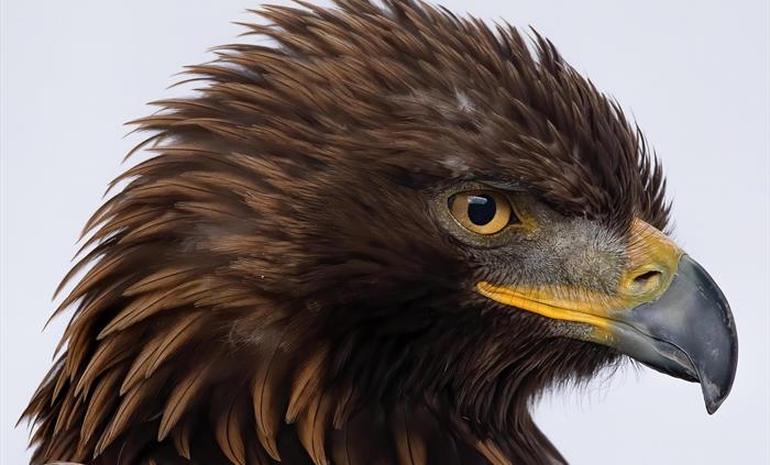 Midas - Golden Eagle at The British Bird of Prey Centre, Wales